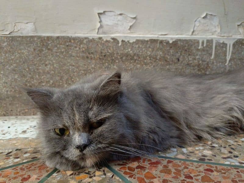 Persian cat 7
