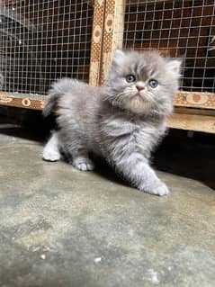 Pure Persian kitten Available