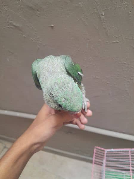 Raw parrot baby 2.5 months old hand tamed 0