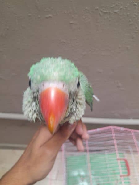 Raw parrot baby 2.5 months old hand tamed 4