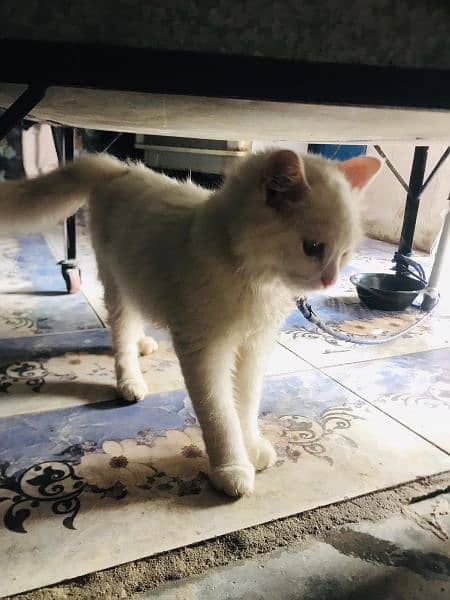 persian male cat 4