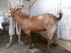 Breeder Bakra Full Active