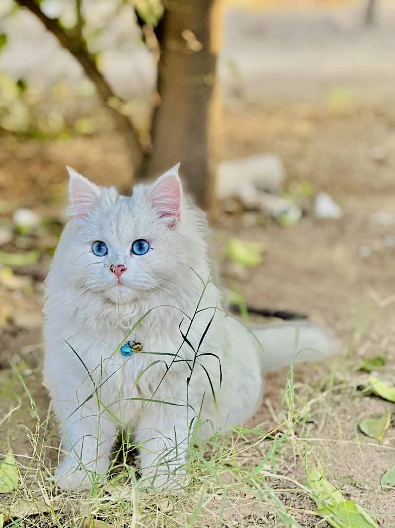 Persian cat semi punch face  Full trainded washroom and one year old 0