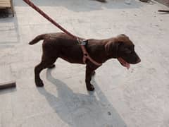 British Labrador female available for sale