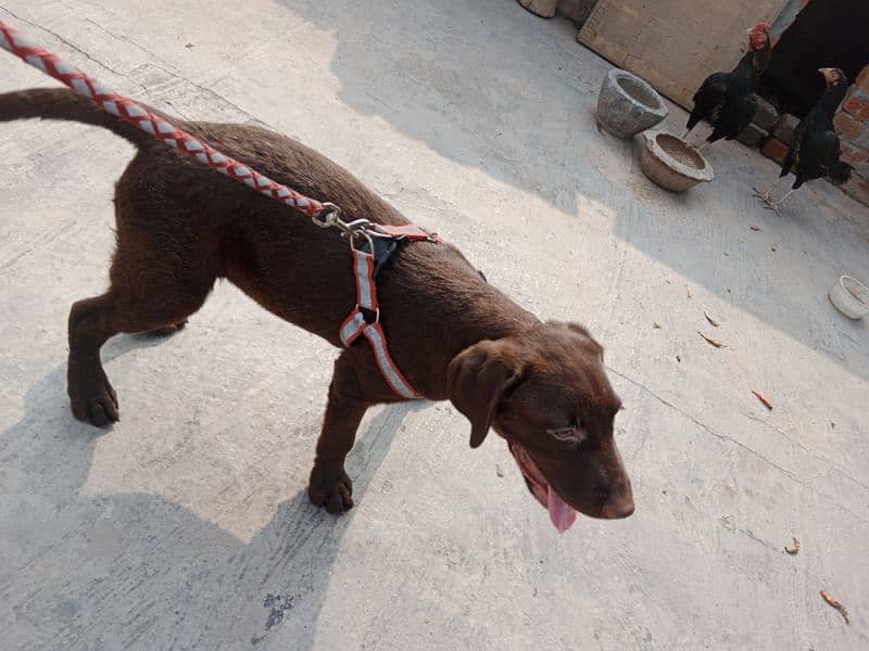 British Labrador female available for sale 2