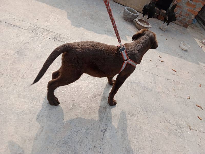 British Labrador female available for sale 3