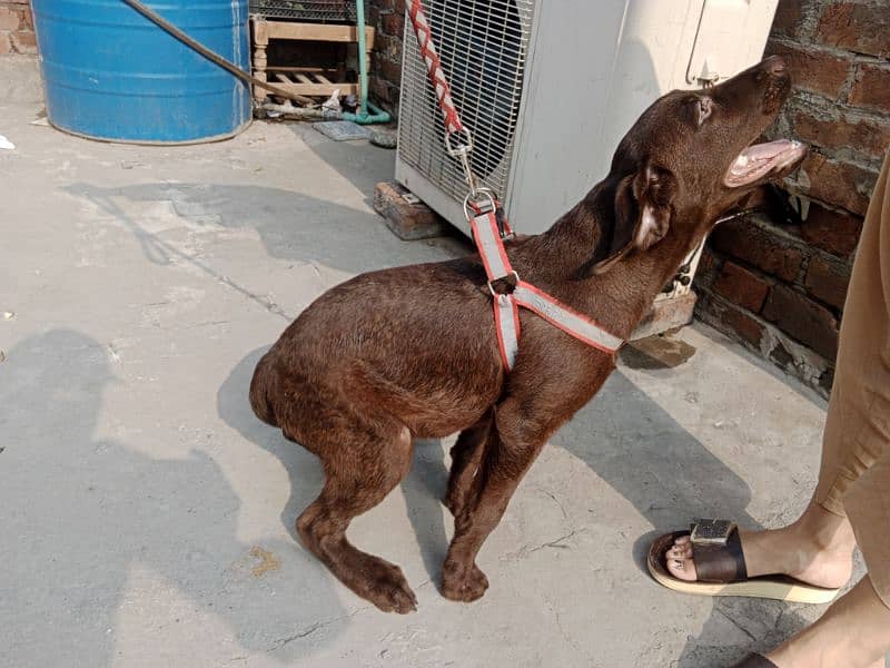 British Labrador female available for sale 5