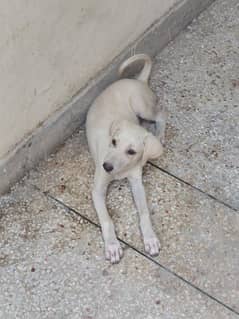 labrador dog puppy for sale