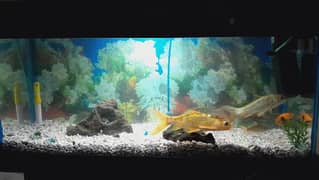 fishes with Aquarium