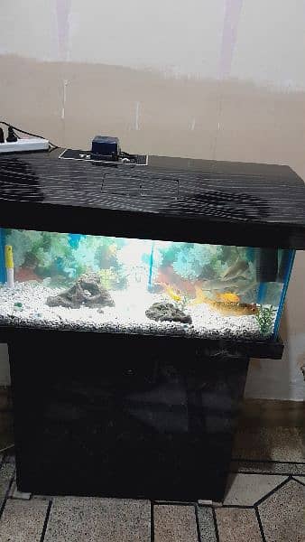 fishes with Aquarium 1