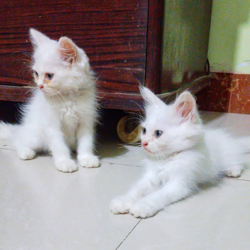 4 Cute Persian Kittens for Sale! (2 months old) 5