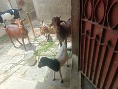 2 bacho Wala bakri 1 bada bakra 0