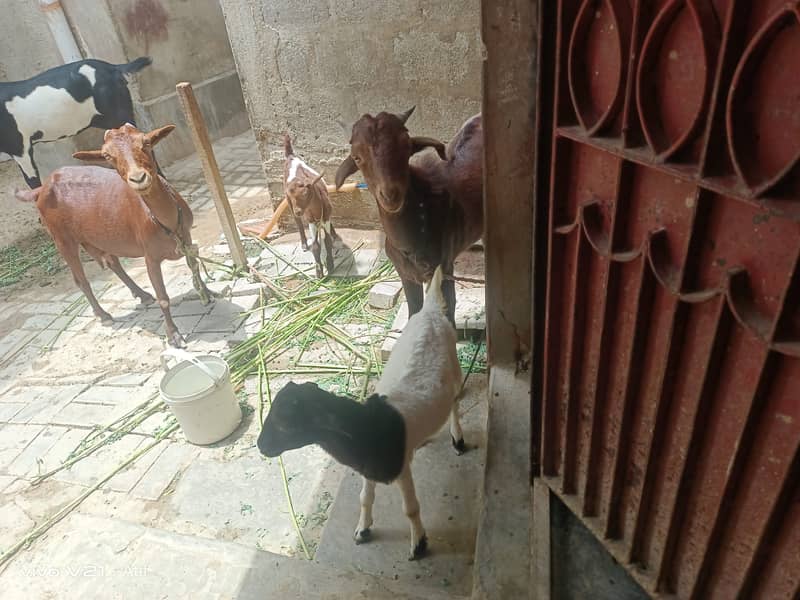 2 bacho Wala bakri 1 bada bakra 0