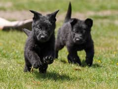 Black German Shepherd puppy 0