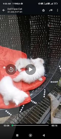 Persian cat 0