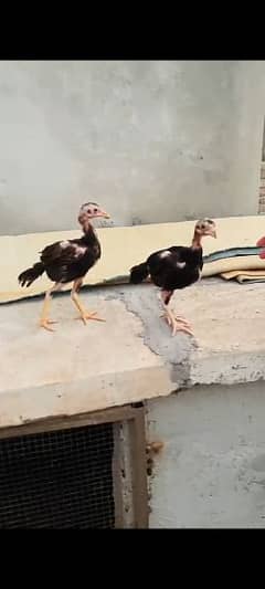 Aseel Chicks for Sale 0