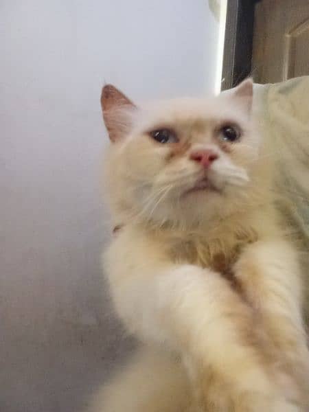 breeder cat blue eyes for sale urgent 0