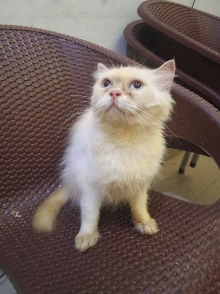 breeder cat blue eyes for sale urgent 2