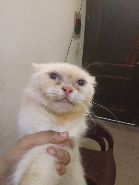 breeder cat blue eyes for sale urgent 3