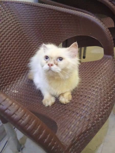 breeder cat blue eyes for sale urgent 4
