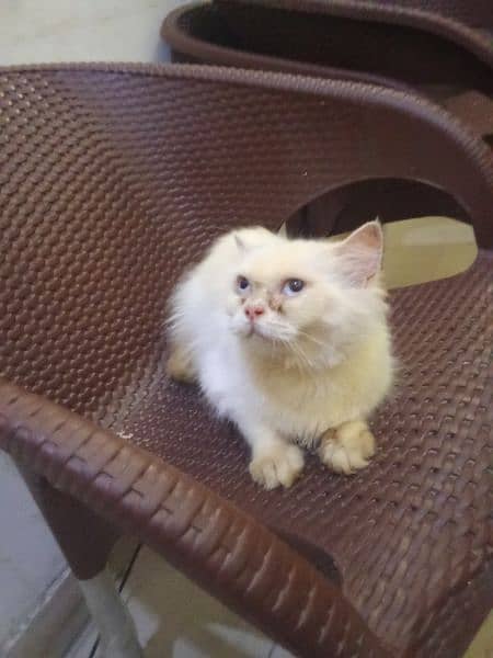 breeder cat blue eyes for sale urgent 5