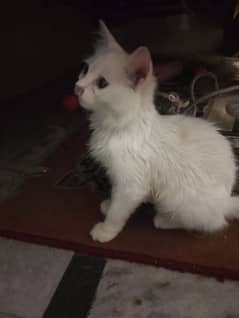 Persian kitten double coated