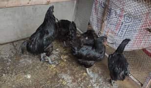 Ayam cemani Egg laying