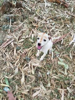 paita dog papi age 2 mouth dog male hain only WhatsApp 03150546202