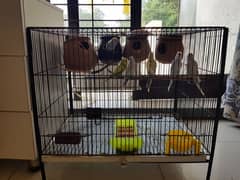 Budgies Breeder pairs Available with Cage