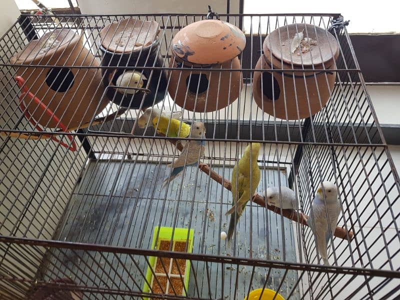 Budgies Breeder pairs Available with Cage 2