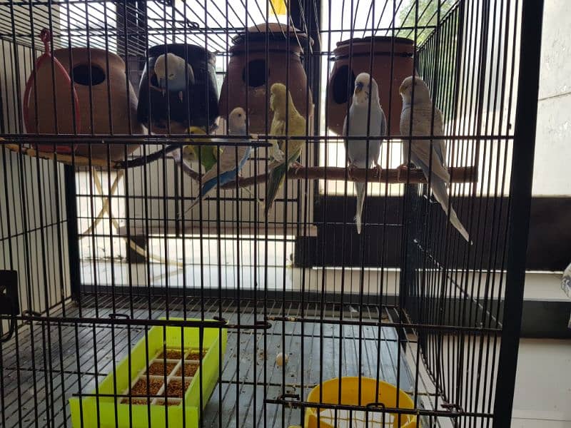 Budgies Breeder pairs Available with Cage 3