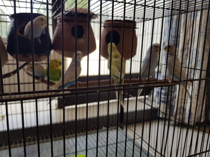 Budgies Breeder pairs Available with Cage 4