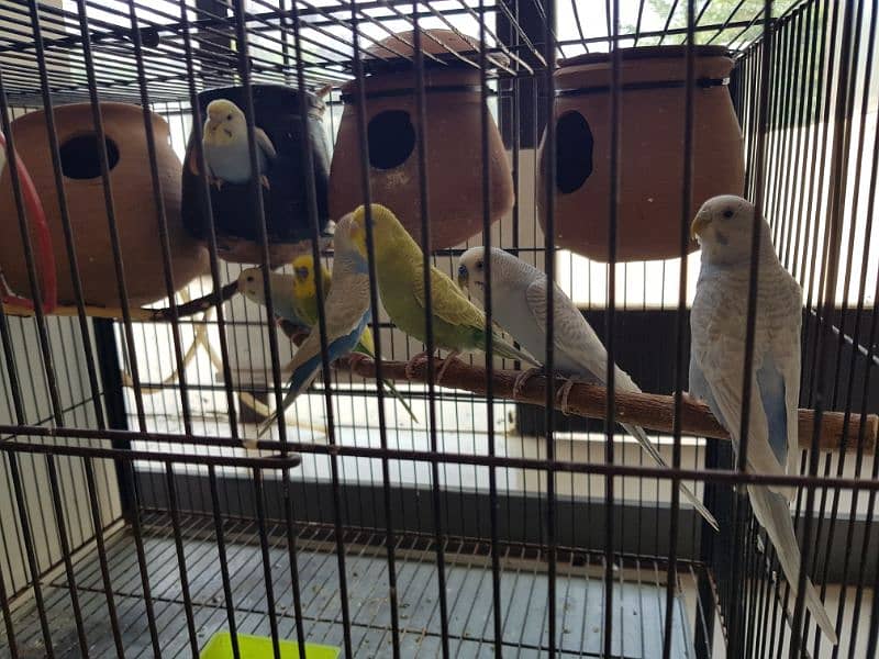 Budgies Breeder pairs Available with Cage 6