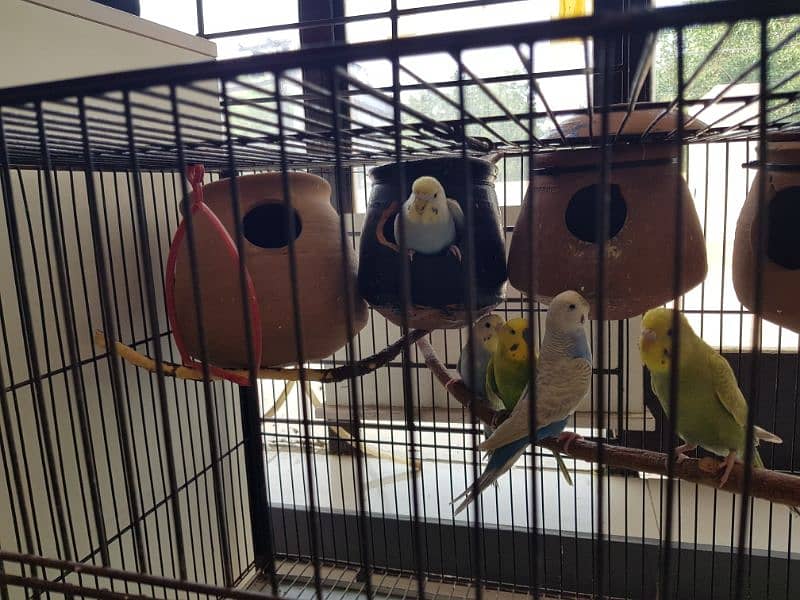 Budgies Breeder pairs Available with Cage 7