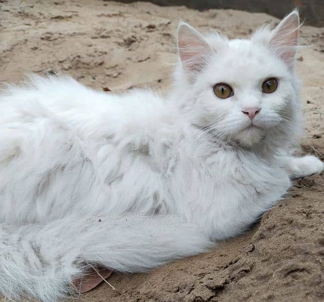 Persian cat baby 0