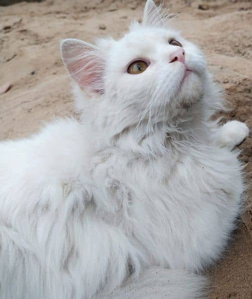Persian cat baby 2