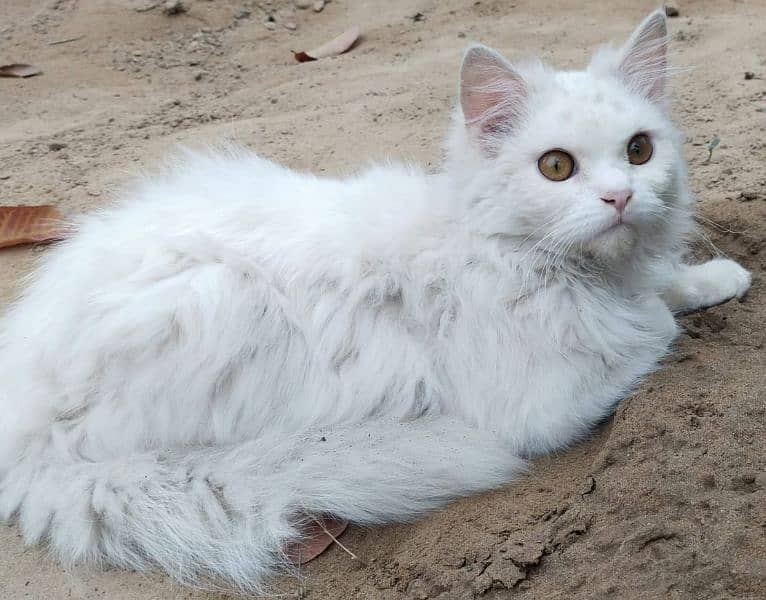 Persian cat baby 3