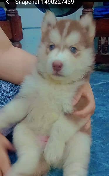 alaskan Malamute Husky puppy Green eyes 1