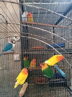 Love birds breeder pair
