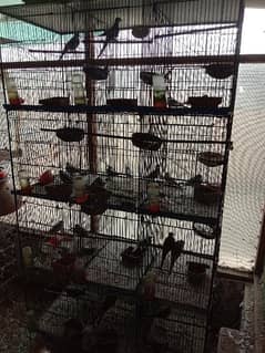 dove breeder pairs and cage for sale.
