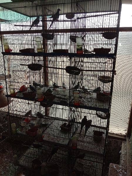 dove breeder pairs and cage for sale. 0