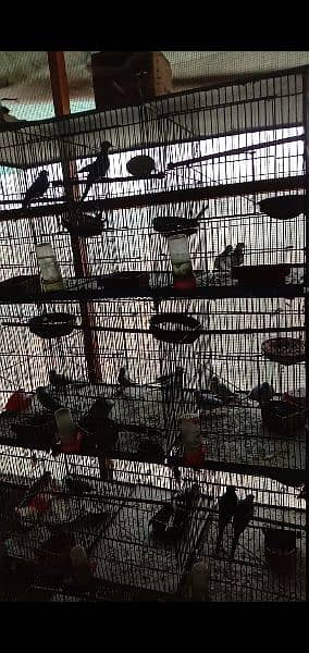 dove breeder pairs and cage for sale. 2