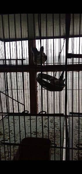 dove breeder pairs and cage for sale. 3