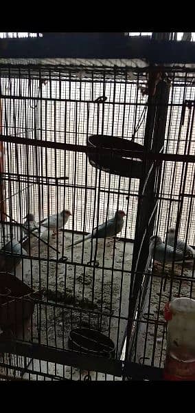 dove breeder pairs and cage for sale. 4