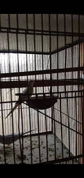 dove breeder pairs and cage for sale. 5