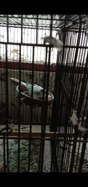 dove breeder pairs and cage for sale. 7