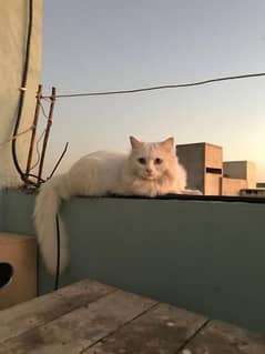 pure persian for adoption (paid)