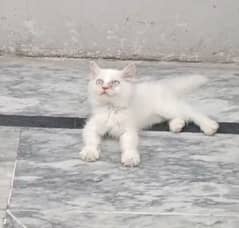 Persian kitten