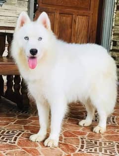 White Wooly Coat Siberian Husky Male For Stud