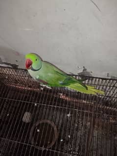 Raw bolney waley parrot